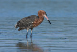 reddish-egret-on-the-prowl.jpg