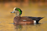 wigeon-drake-up-close-and-foil-copy.jpg