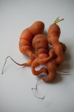 September 25 - Intertwined - The curly carrots