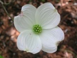 White Dogwood 2012 07 28_0453.jpg