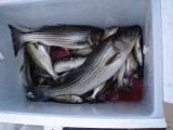 9/19 - Halicki Charter - Nice stripers, Perch and blues