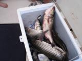 6/23/2006 Subock Family charter - Box of Stripers -limited out with 9 Stripers to 33 Trolling