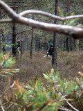 Grönejegera i rätt miljö