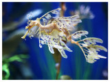 Sea Dragon