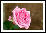 Pink rose