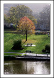 Tree and bench