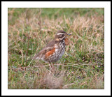 Redwing (Turdus iliacus)