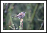 Hedge accentor