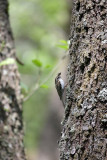 Tree creeper