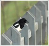 Magpie