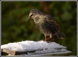 Starling