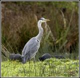 Grey heron