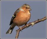 Chaffinch (m)