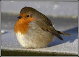 12_Winter robin