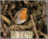 IMG_4984.jpg