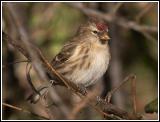 Redpoll