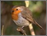 Robin