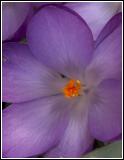 IMG_6865.jpg
