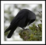 Jackdaw