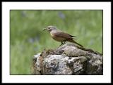 Redstart (Female)