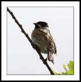 Reed bunting