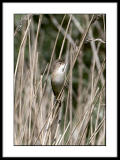 Reed warbler