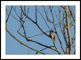 Great spotted woodpecker