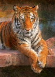 <b>Portrait of a Tiger</b><br><font size=2>Orlando, FL