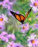 Butterfly & FlowersStoddard, NH