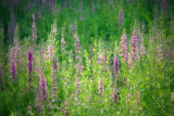 <b>Purple Loosestrife #1</b><br><font size=2>Bedford, NH