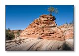 <b>Stratified Rock & Lone Pine</b><br><font size=2>Zion Natl Park, UT