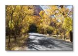 Fall ColorsZion Nat'l Park, UT