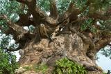 <b>Tree of Life Detail</b><br><font size=2>Disneys Animal Kingdom