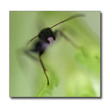 <b>The Angry Ant</b><br><font size=2>Bedford, NH