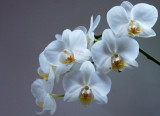 Orchid_2