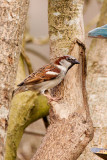 House Sparrow