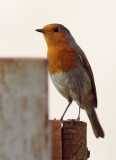 Robin on the garden Post