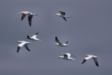 Flight of gannets