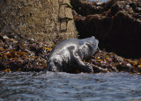 Seals on Black Rock