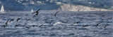 Guillemots and Gannet