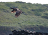 Cormorant