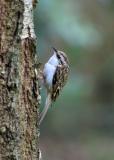 Treecreeper1.jpg