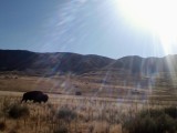 Buffalo in the sun (cropped) .jpg