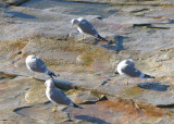 Mew Gulls