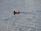 Cinnamon Teal
