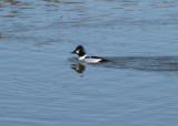 Common Goldeneye