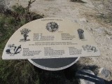 Cactus sign