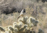 Cactus Wren
