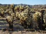 Cholla Garden