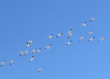 Rosss Geese at Salton Sea